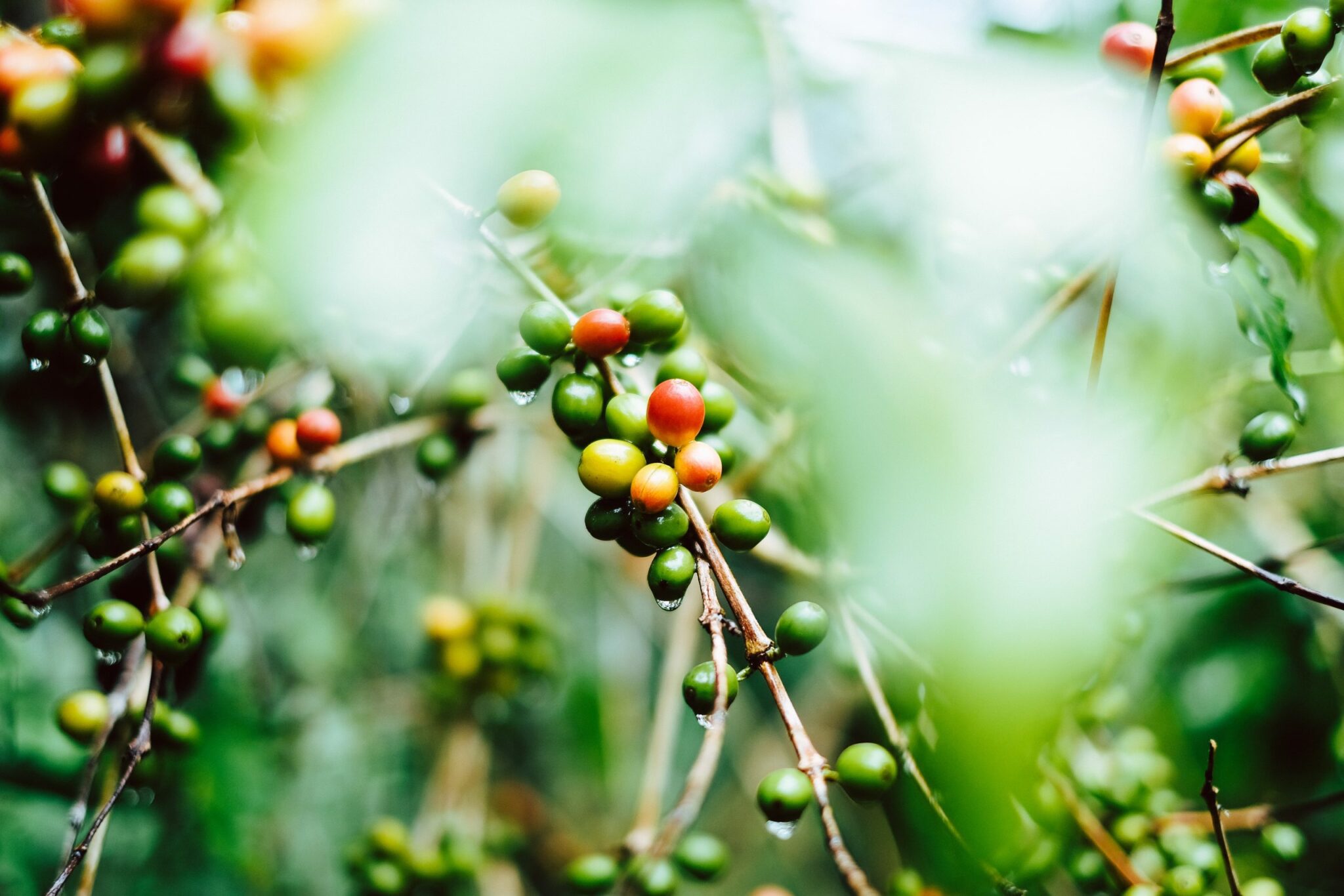 Do you know the differences between Arabica and Robusta coffee?