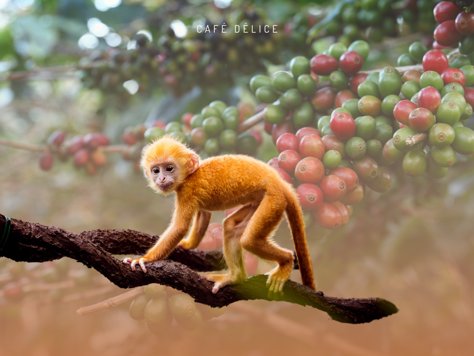 Kopi Luwak Le café le plus cher du monde digéré par des singes Café délice