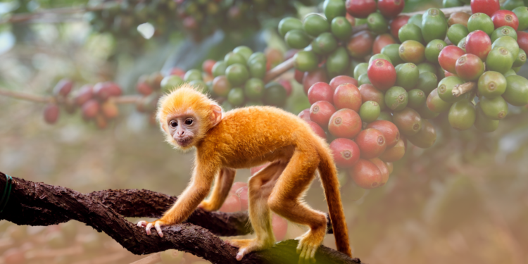 Kopi Luwak : Le café le plus cher du monde digéré par des singes